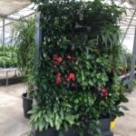 Muri viventi di Botanika Muri viventi di Botanika