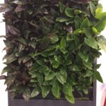 Muri viventi di Botanika Muri viventi di Botanika