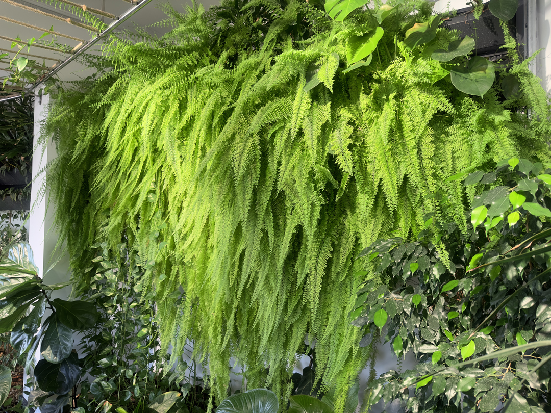 03_giardini_verticali_interni_botanika